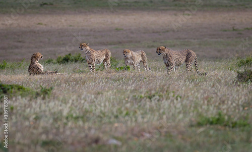 Image of cheetah in Masai Mara, Kenya
