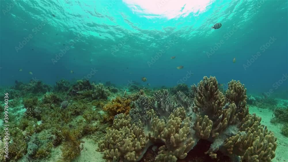 Underwater world with coral reef and tropical fishes. Travel vacation concept Underwater world with coral reef and tropical fishes. Travel vacation concept