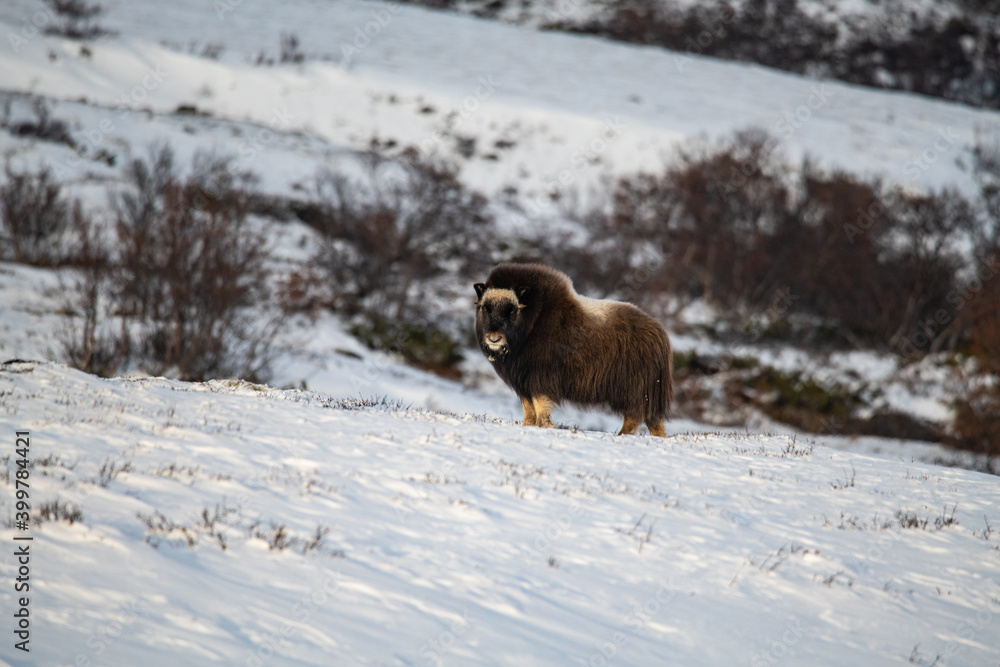 Naklejka premium Musk ox in winter mountains