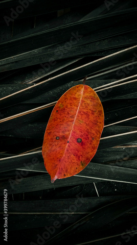 red autumn leaves