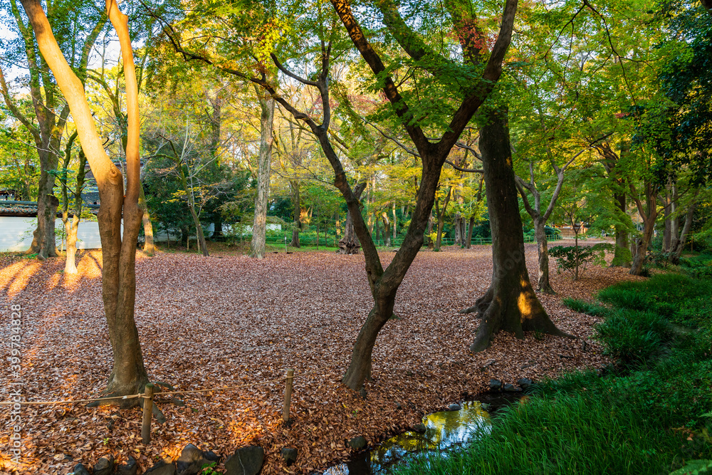 Naklejka premium 秋の京都 下鴨神社 糺の森