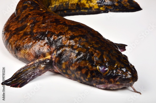 Canvas Print Fresh fish burbot close up, isolated on white background