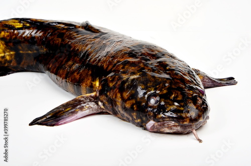 Obraz na plátně Fresh fish burbot close up, isolated on white background