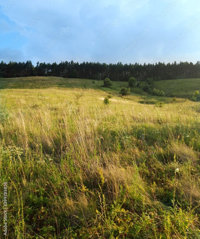 Obraz premium field of wheat