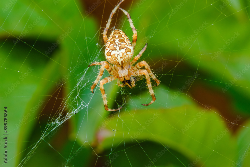 Spider cross. Wild dangerous poisonous arachnid. Arachnophobia. Fear of insects. Spider cross. Wild dangerous poisonous arachnid. Arachnophobia. Fear of insects.
