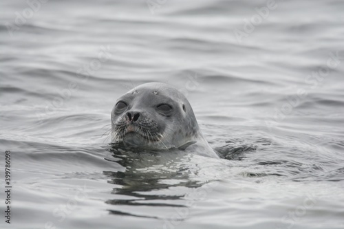 Seal in the Arctic