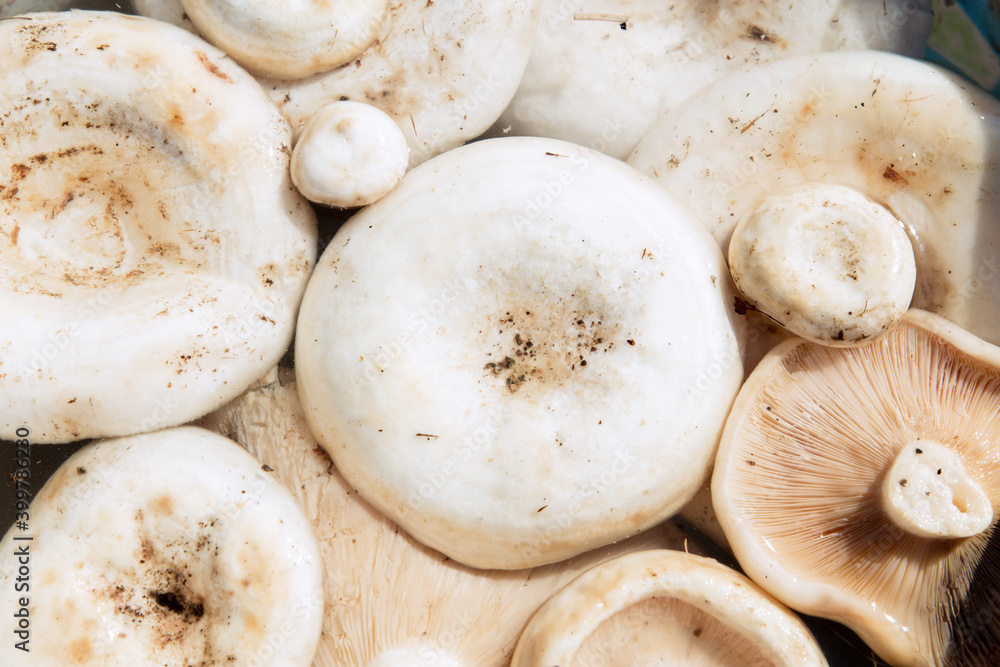 White Lactarius resimus mushroom genus Lactarius family Russulaceae. Natural background of raw peeled mushrooms, close-up. White Lactarius resimus mushroom genus Lactarius family Russulaceae. Natural background of raw peeled mushrooms, close-up.