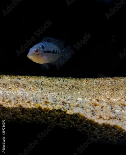 fish in an aquarium