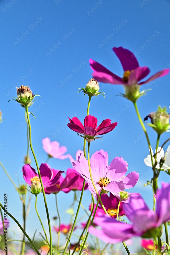 Close-up of colorful cosmos flowers against the blue sky. Close-up of colorful cosmos flowers against the blue sky.