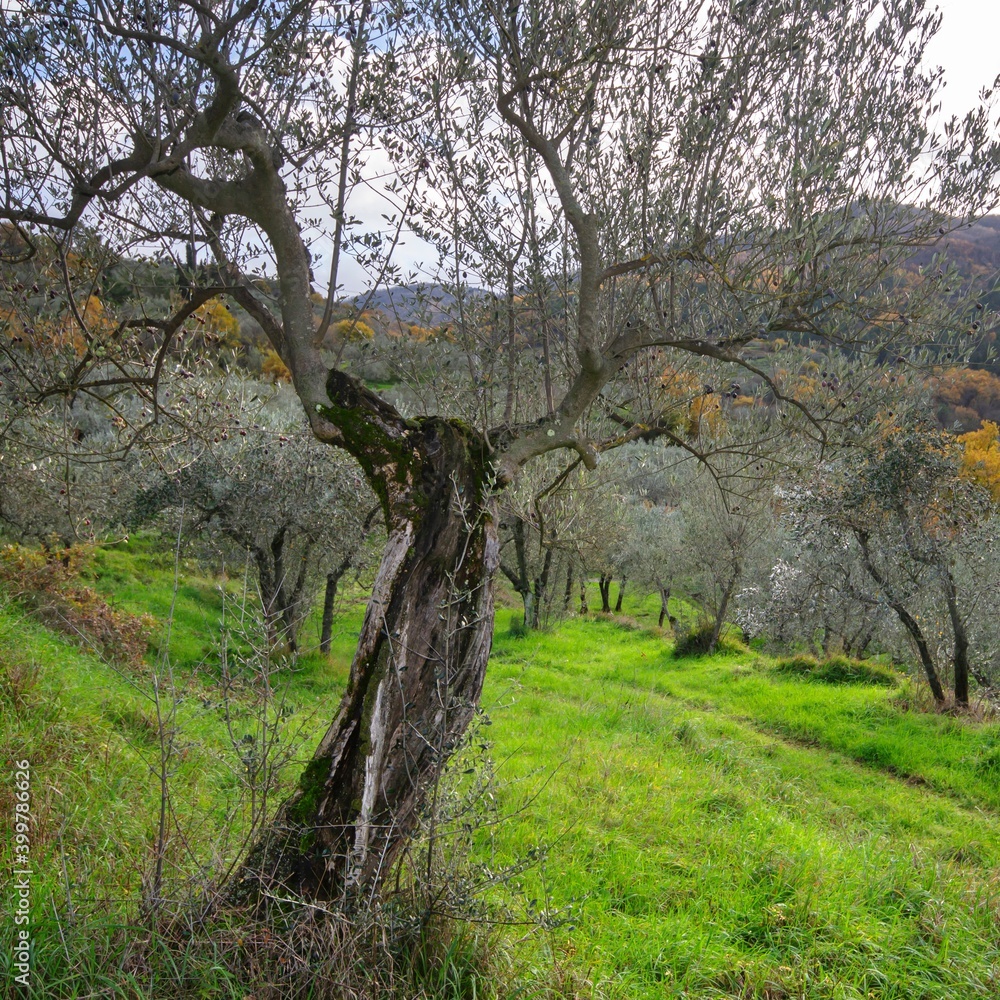 aged olive tree in the Tuscan country on a cloudy day. Autumn landscape
