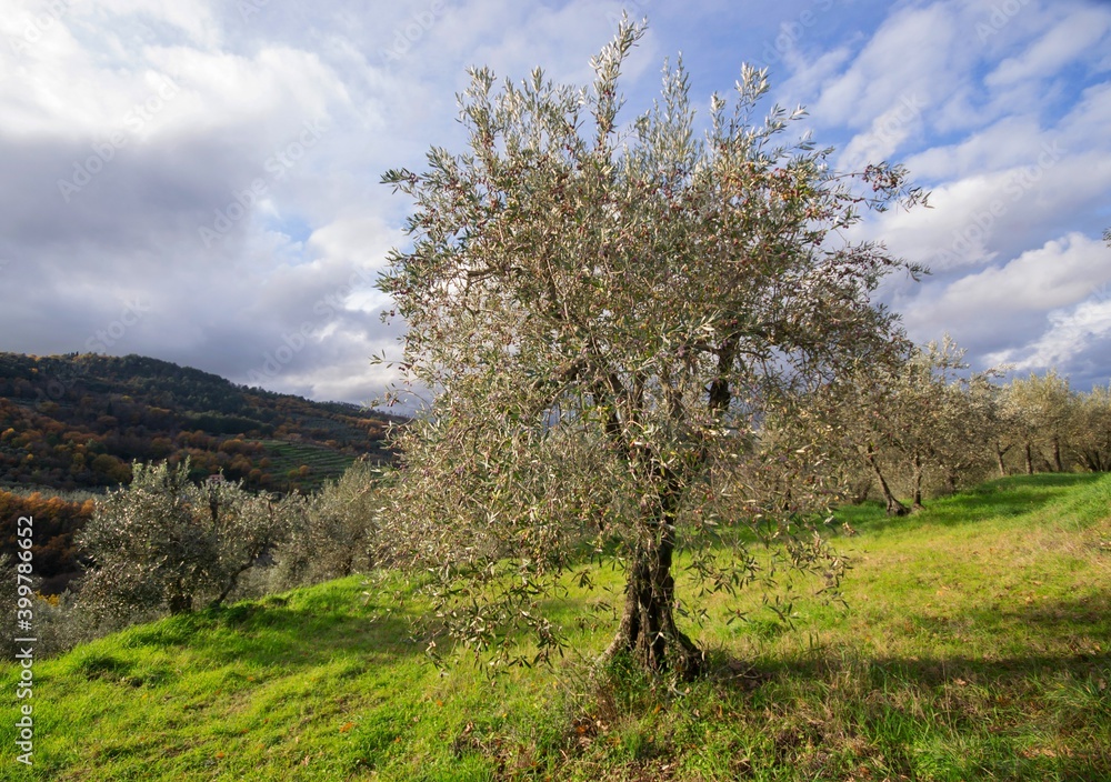 olive tree with many fruits during the harvesting period olive tree with many fruits during the harvesting period