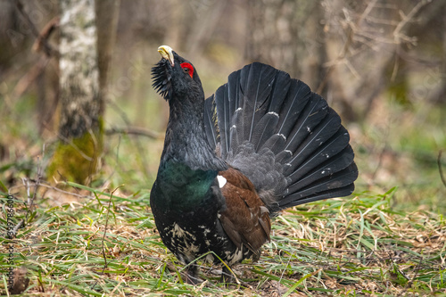 Capercaillie in the forest