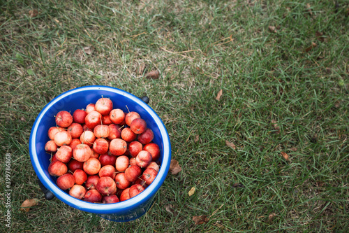 Harvest. Bucket of freshly picked crab apples. Bucket stands on bright green grass, top view.