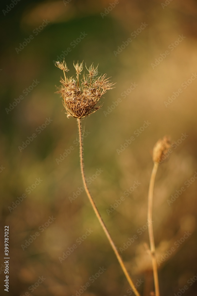 Dry dill umbrella sprout grow in the brown green blurred garden Dry dill umbrella sprout grow in the brown green blurred garden