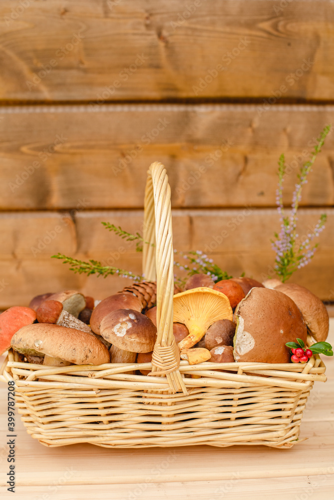 Mushrooms in a basket. Autumn forest gifts.