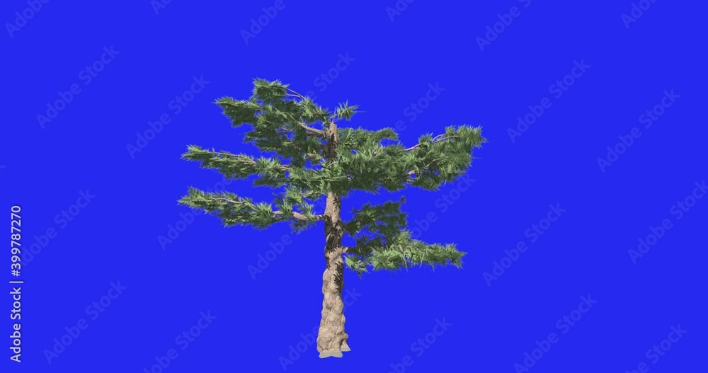 Broadleaf tree growth animation sequence on blue chroma key. Tree