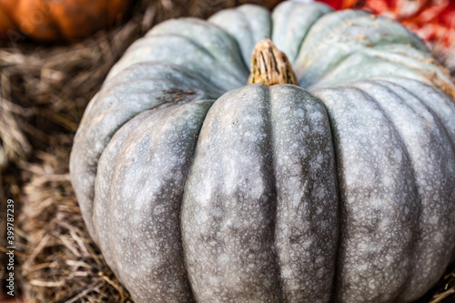 ripe pumpkin variety nagydobosi light gray with juicy pulp autumn harvest