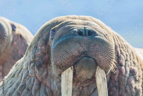 Pacific walrus on the rookery