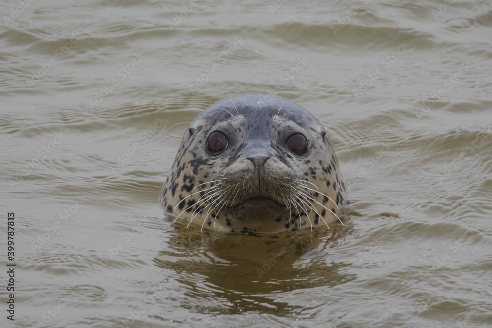 Obraz premium Moose in the winter forest