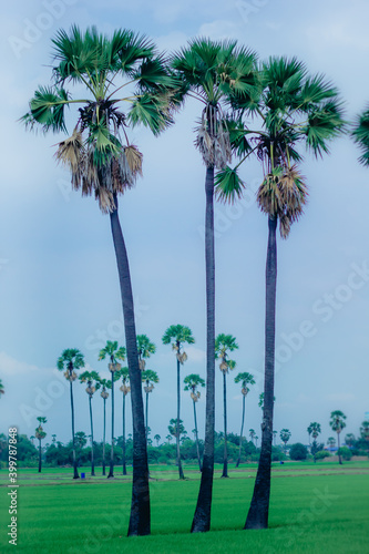 palm