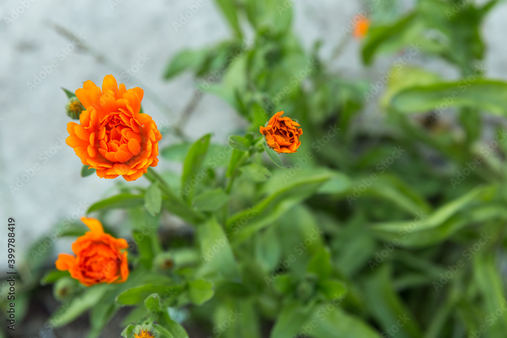 The calendula flowers. Blooming orange buds of marigold flowers against the background of greenery in the garden. The calendula flowers. Blooming orange buds of marigold flowers against the background of greenery in the garden.