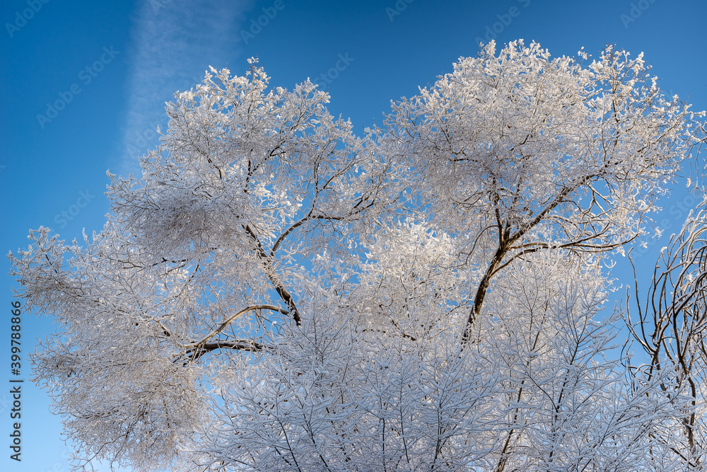 Russia. Siberia. Winter landscape in a coniferous forest with snow-covered trees and frost on the branches