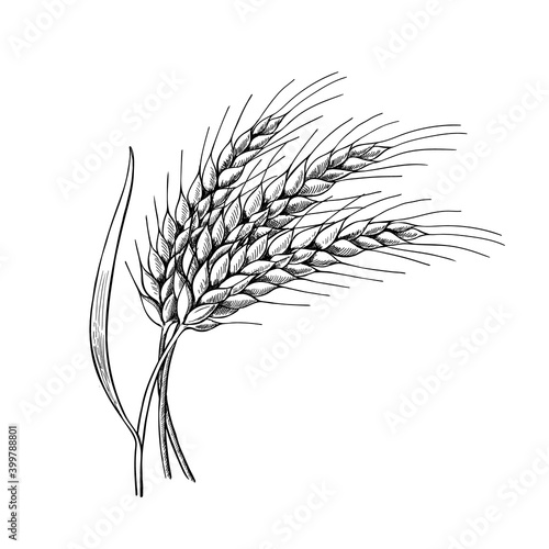 Wheat ears with leaves hand drawn vector illustration, Three spikelets of rye, barley. Sheaf of grain. Cereal crop symbol, grain culture icon, Bakery food sketch logo