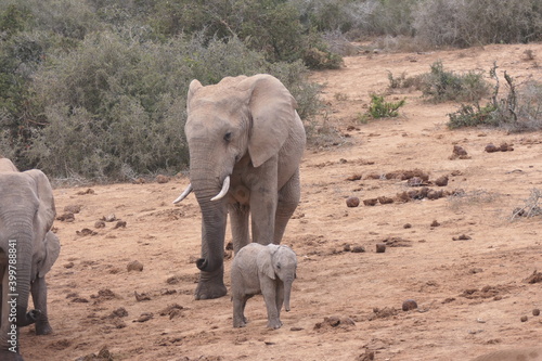 Elefanten im Addo-Nationalpark  S  dafrika
