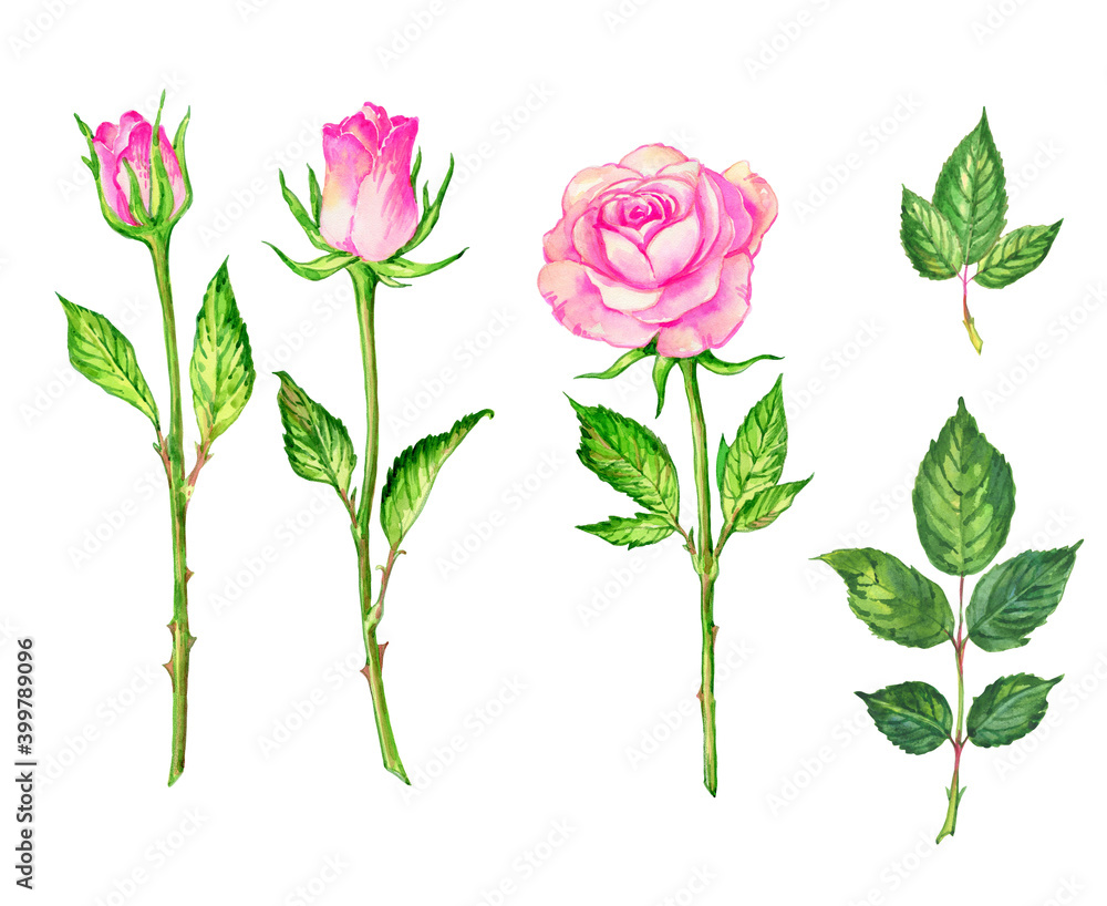 Illustration of drawn on paper roses and foliage for your design and postcards