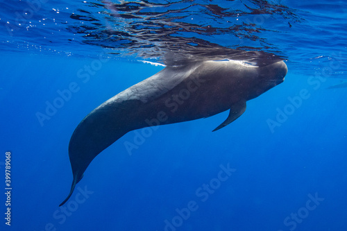 Pilot whales in blue water © Stanislav