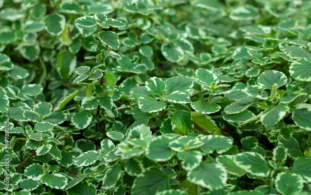 Background of plectranthus amboinicus mint or spanish shyme growing at garden Background of plectranthus amboinicus mint or spanish shyme growing at garden
