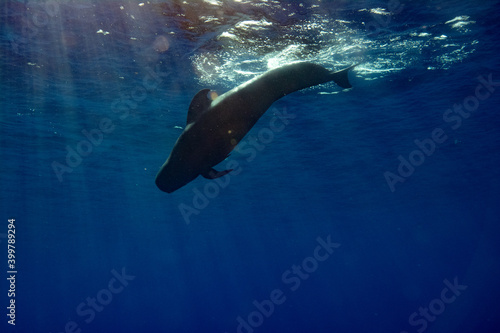 Pilot whales in blue water © Stanislav