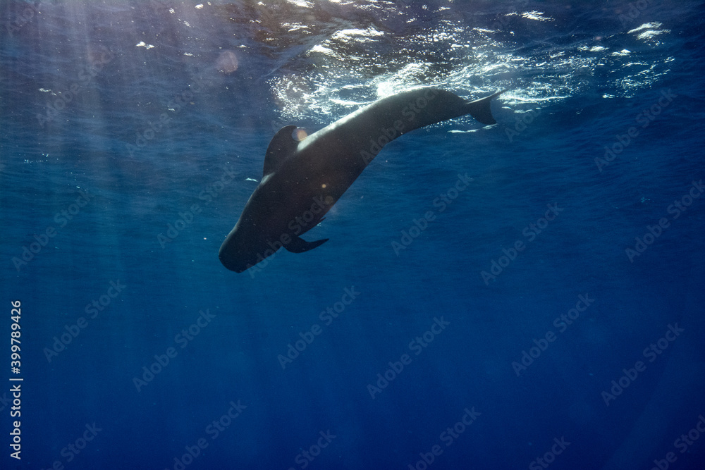 Pilot whales in blue water