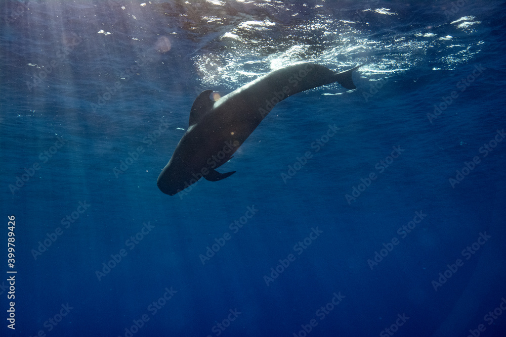 Fototapeta premium Pilot whales in blue water