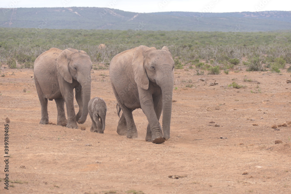 Fototapeta premium Elefanten im Addo-Nationalpark, Südafrika