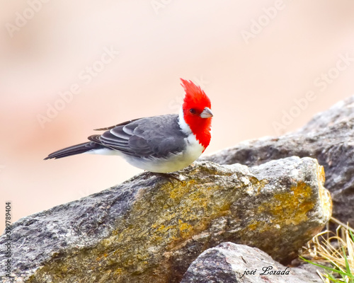 cardenal comun