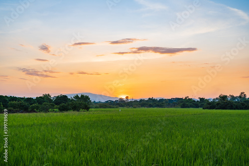 The sun shone on the fields covered with rice growing out. When the sunset in the evening.