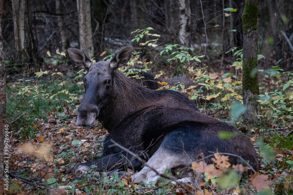 Moose elk deer in the forest