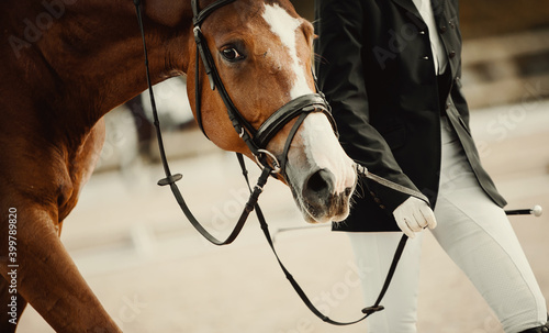 Portrait of a red sports horse with white markings on the muzzle after the competition © Azaliya (Elya Vatel)