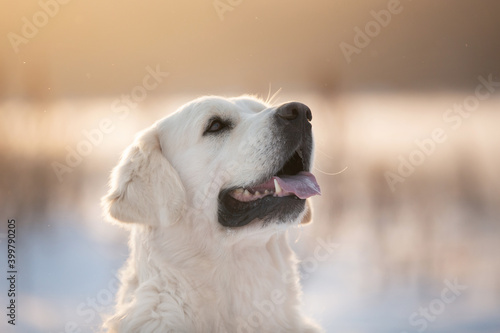 Close-up Portrait of golden retriever dog outdoors in winter at sunset