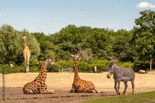 Giraffe and Zebra in the Beekse Bergen Safaripark photo