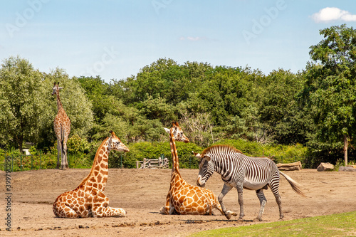 Giraffe and zebra in the Beekse Bergen Safaripark photo