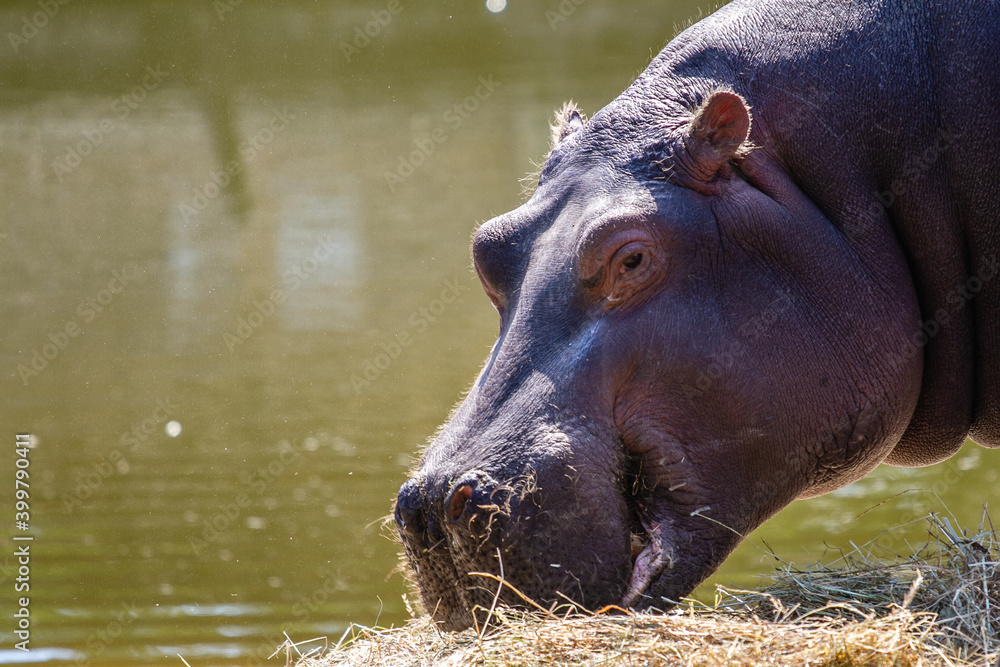 Hippopotamus in Beekse Bergen's Safaripark Hippopotamus in Beekse Bergen's Safaripark