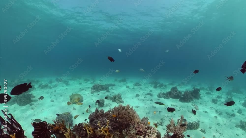 Soft and hard corals. Underwater fish garden reef. Reef coral scene. Philippines. Soft and hard corals. Underwater fish garden reef. Reef coral scene. Philippines.
