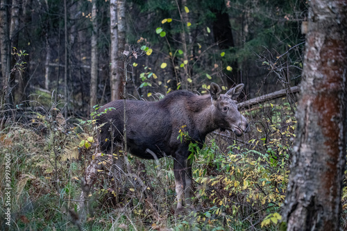 Moose elk deer in the forest