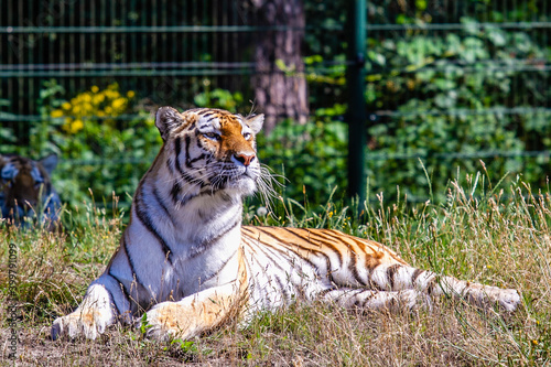 Tiger in  Beekse Bergen s Safaripark