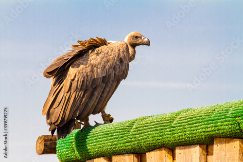 Vulture in the Safaripark of Beekse Bergen photo