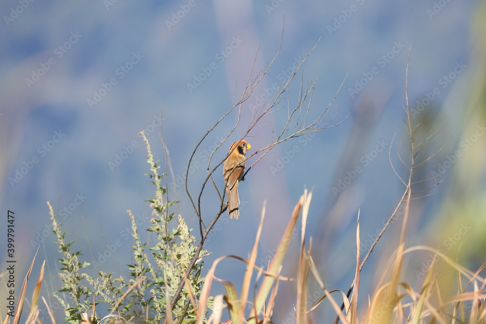 A little cute brown bird with a yellow mouth and striped on breast perch on a root (Spot-breasted Parrotbill) A little cute brown bird with a yellow mouth and striped on breast perch on a root (Spot-breasted Parrotbill)
