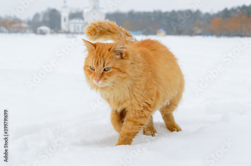 First snow. Ginger cat sits in the snow in winter.