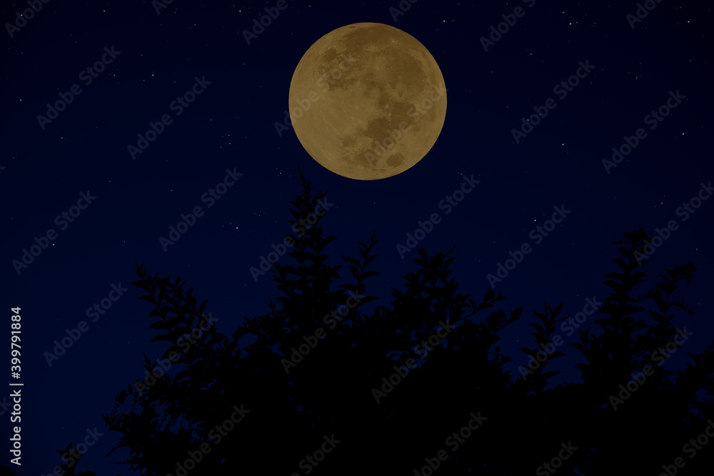 Full moon on the sky with silhouette tree at night. Full moon on the sky with silhouette tree at night.